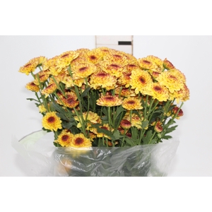 CRISANTEMO SANTINI ABBEY YELLOW 080 CM