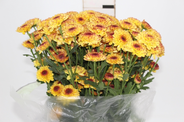 <h4>CRISANTEMO SANTINI ABBEY YELLOW 080 CM</h4>