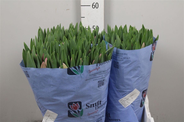 <h4>Tu En Lincoln</h4>