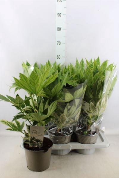 <h4>FATSIA VARIEGATA</h4>