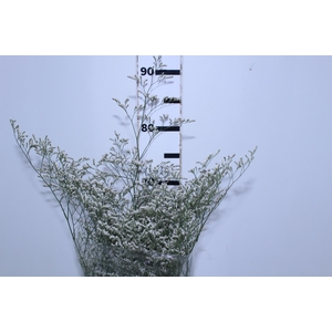 LIMONIUM BRANCO 070 CM