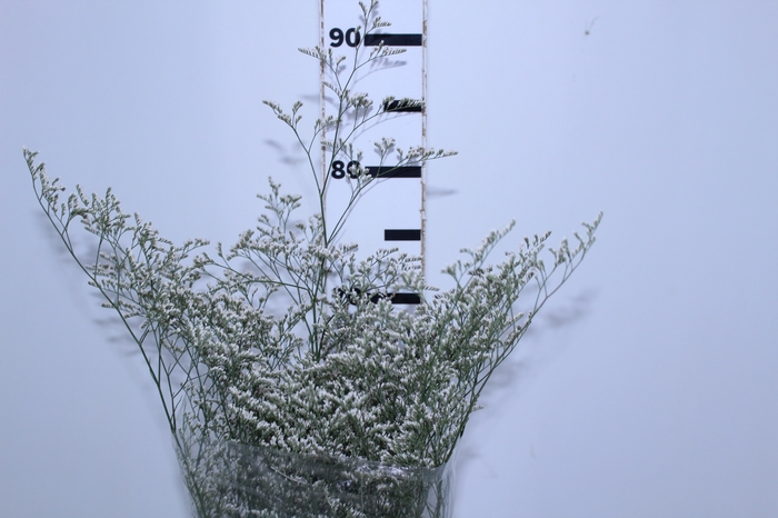 LIMONIUM BRANCO 070 CM