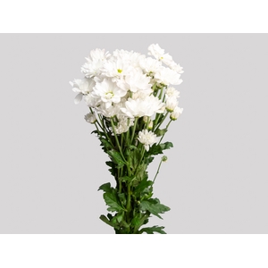 CRISANTEMO ALMA 080 CM BRANCO