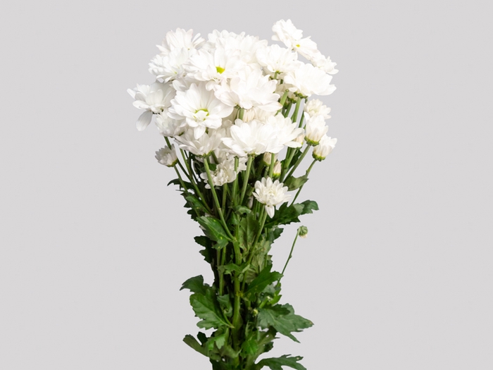 <h4>CRISANTEMO ALMA 080 CM BRANCO</h4>