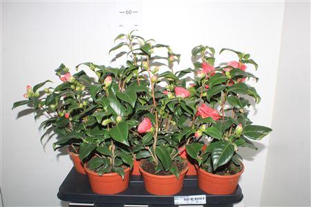 <h4>Came Japonica 15+</h4>