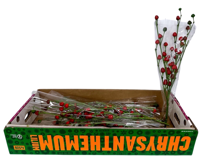 <h4>SIERPEPERS TAK</h4>