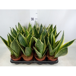 Sansevieria trifa.   ...