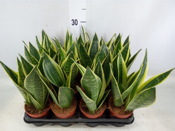 <h4>Sansevieria trifa.   ...</h4>