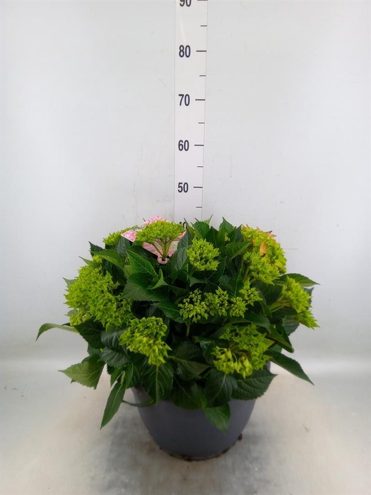 <h4>Hydrangea mac.</h4>