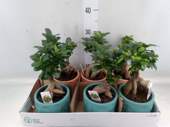 <h4>Ficus microcarpa 'Ginseng'</h4>