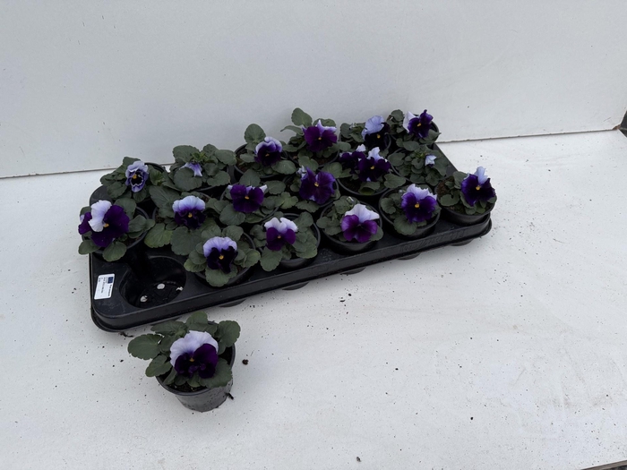 <h4>VIO WI DEL BEACONSF</h4>