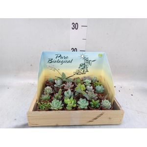 Succulents   ...