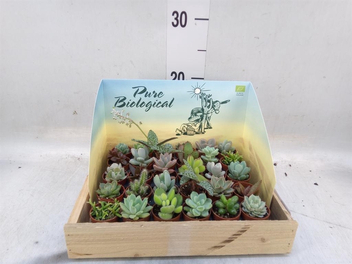 <h4>Succulents   ...</h4>