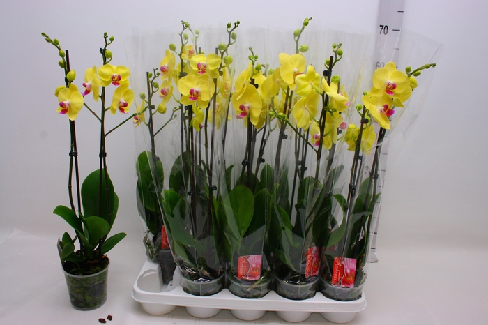 <h4>PHAL F LIMELIGHT</h4>