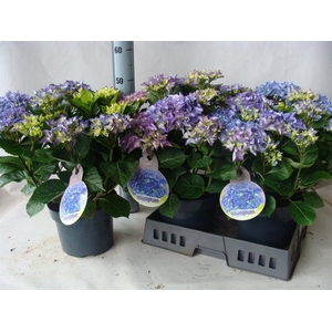 Hydrangea mac.