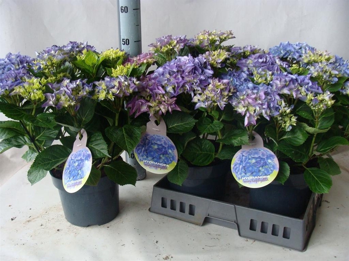 <h4>Hydrangea mac.</h4>