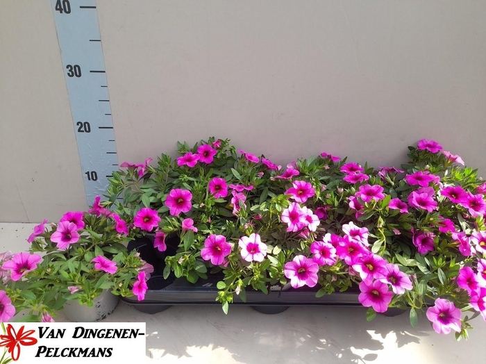 <h4>CALIB MIL BEL PINK</h4>