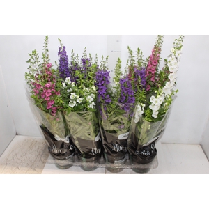 ANGELONIA P14 VARIADO