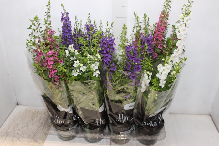 <h4>ANGELONIA P14 VARIADO</h4>