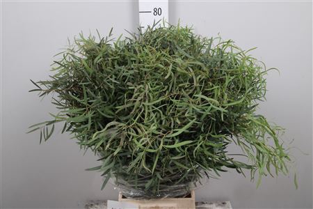 <h4>Euca Nicholy Per Bunch</h4>