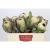 Protea Barbigera Ice Queen Air