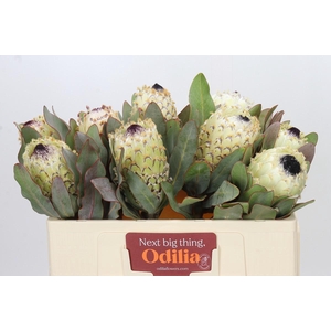 Protea Barbigera Ice Queen Air