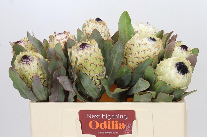 <h4>Protea Barbigera Ice Queen Air</h4>