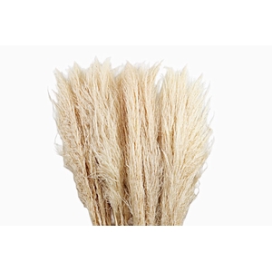 Cortaderia White Bleached Super