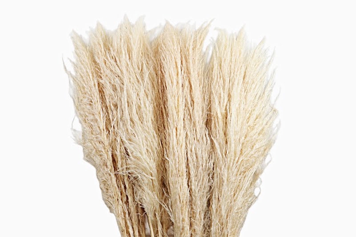 <h4>Cortaderia White Bleached Super</h4>