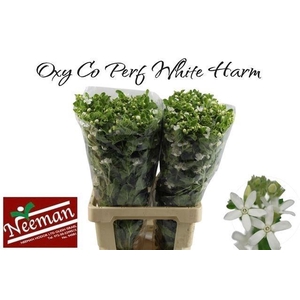 Oxy Co Perf Whi Harm