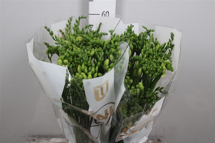 <h4>Fr Du Paris</h4>