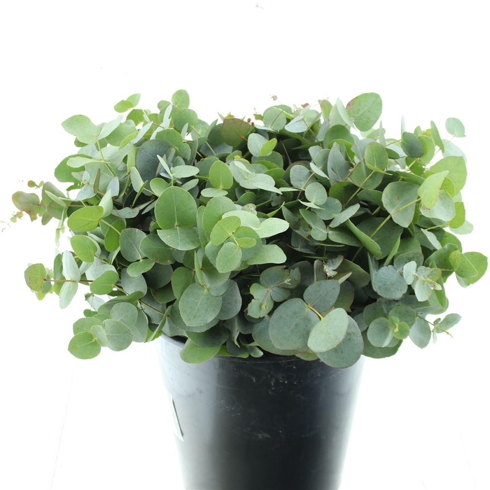 <h4>Euca Cinerea P Stem 55 Cm (10 Stems Per Bunch)</h4>