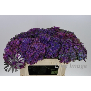 Hydrangea magical mistral
