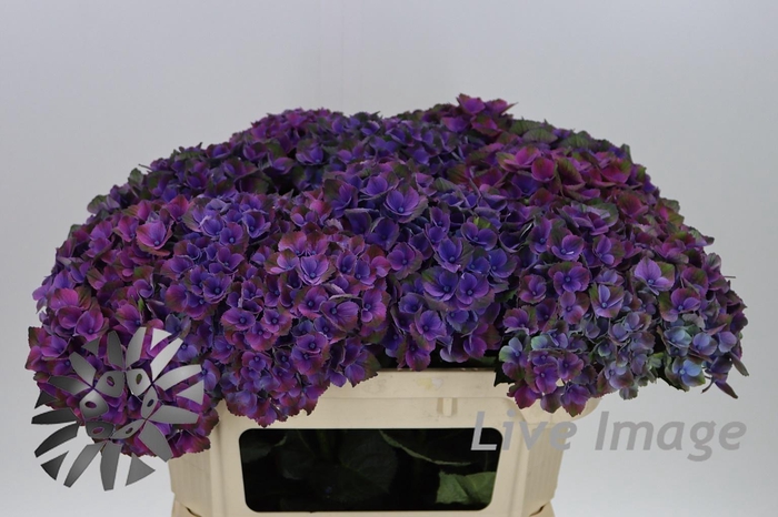 <h4>Hydrangea magical mistral</h4>