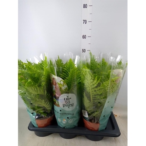 Blechnum gibbum 'Silver Lady'