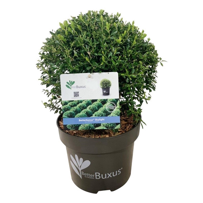 <h4>BetterBuxus® Skylight</h4>