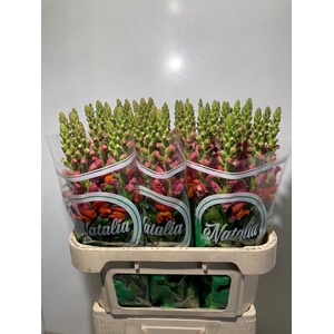 ANTIR ANTIB D ORANGE