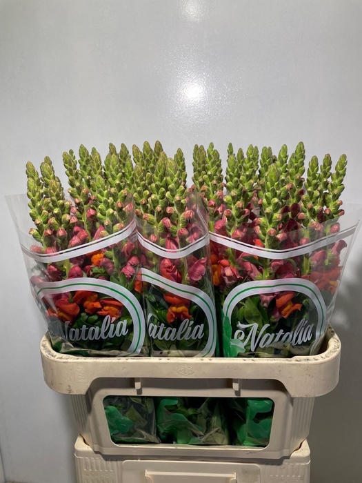 <h4>ANTIR ANTIB D ORANGE</h4>