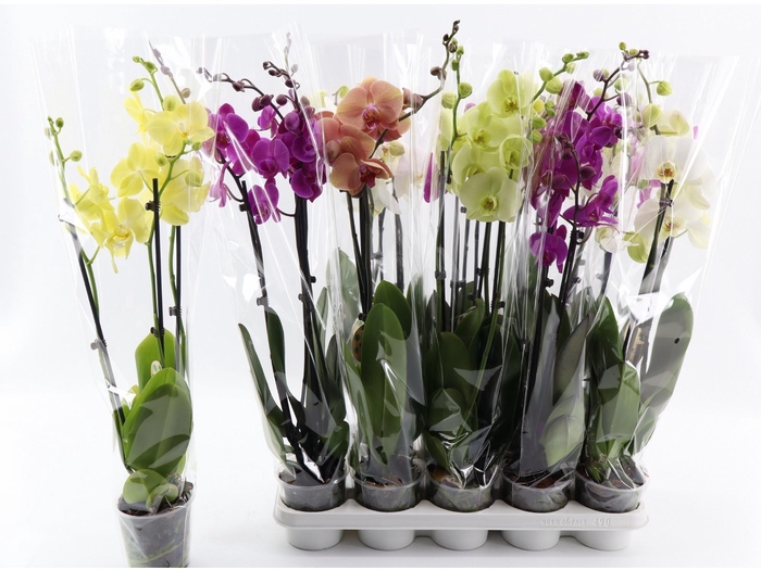 <h4>PHAL GEM 7 KL</h4>