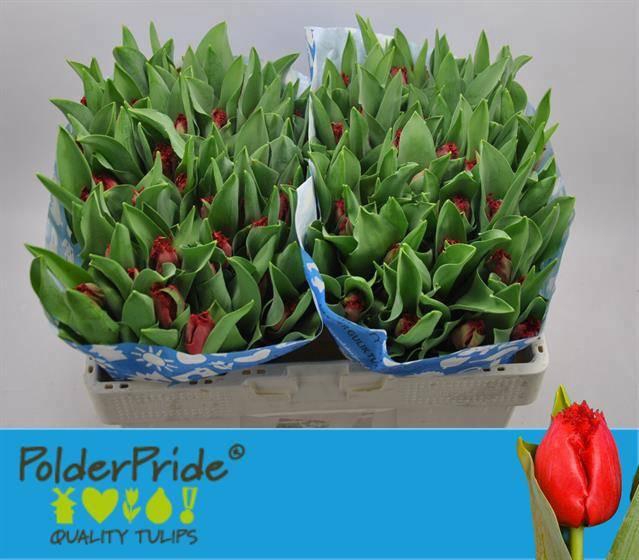 <h4>TU FR INDIANA</h4>