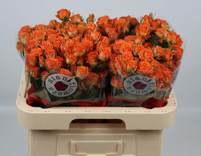 <h4>R TR PICANTO</h4>