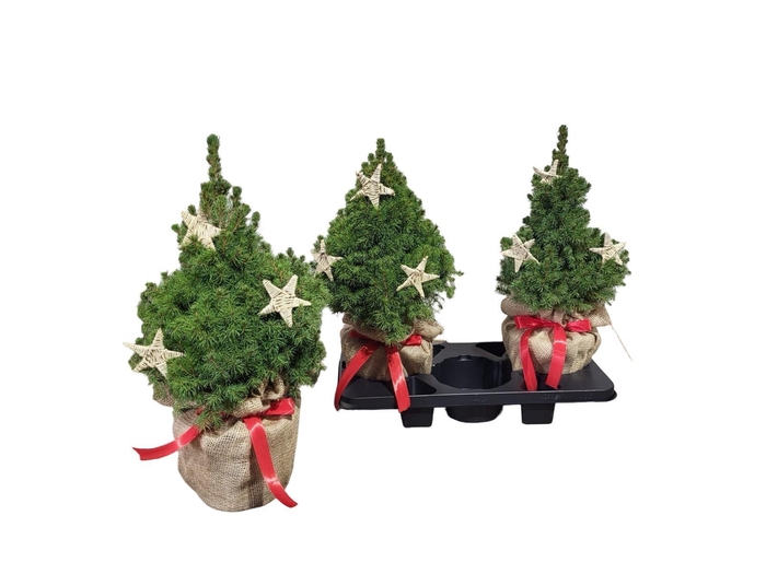 <h4>PICEA GL CONICA</h4>