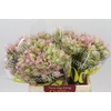 Blushing Bride Bridal Pink