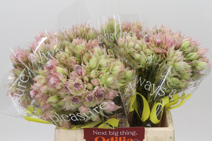 <h4>Blushing Bride Bridal Pink</h4>