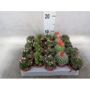 Cactus   ...flowering mix