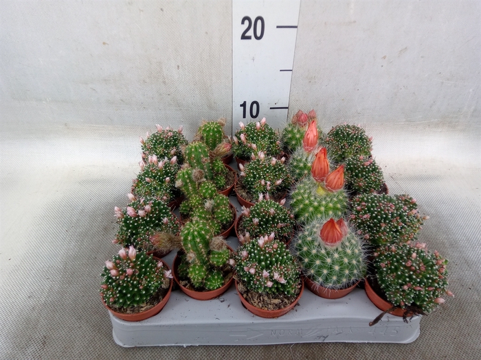 <h4>Cactus   ...flowering mix</h4>