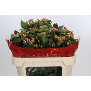 Hypericum Mellow Romance Spray