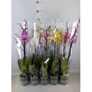 Phalaenopsis   ...mix  5