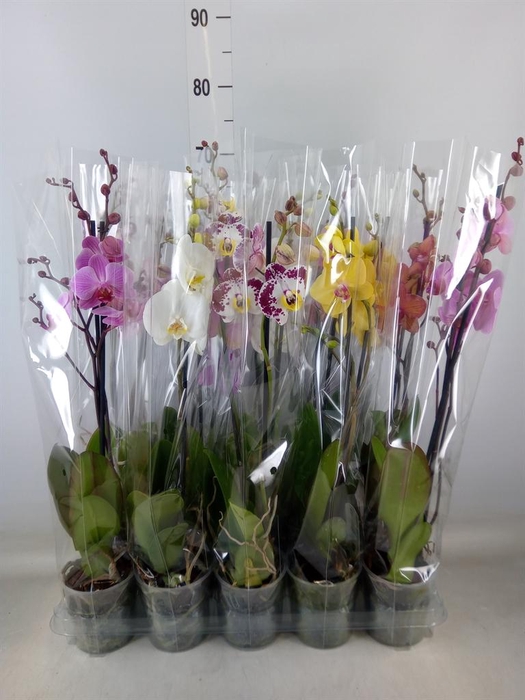 <h4>Phalaenopsis   ...mix  5</h4>