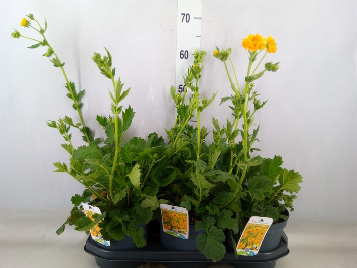 <h4>Geum chiloense 'Lady Stratheden'</h4>